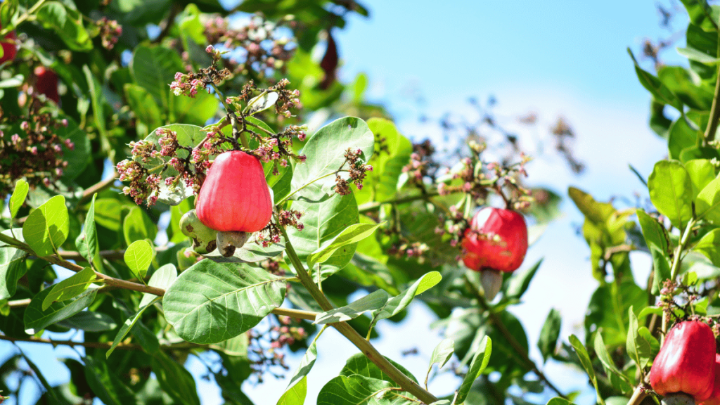 Cách chọn hạt điều ngon: Những lưu ý người tiêu dùng nên biết